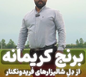 برنج کریمانه از دل شالیزارهای فریدونکنار